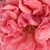 Oranžno - roza - Vrtnica čajevka - South Seas